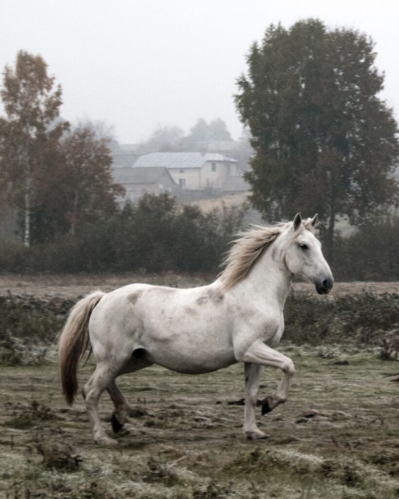 Bílý kůň klusající mlhavou podzimní krajinou
